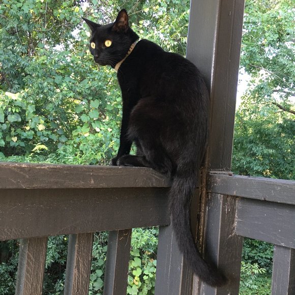 Meet your Posher, Posh - Picture 3 of 7